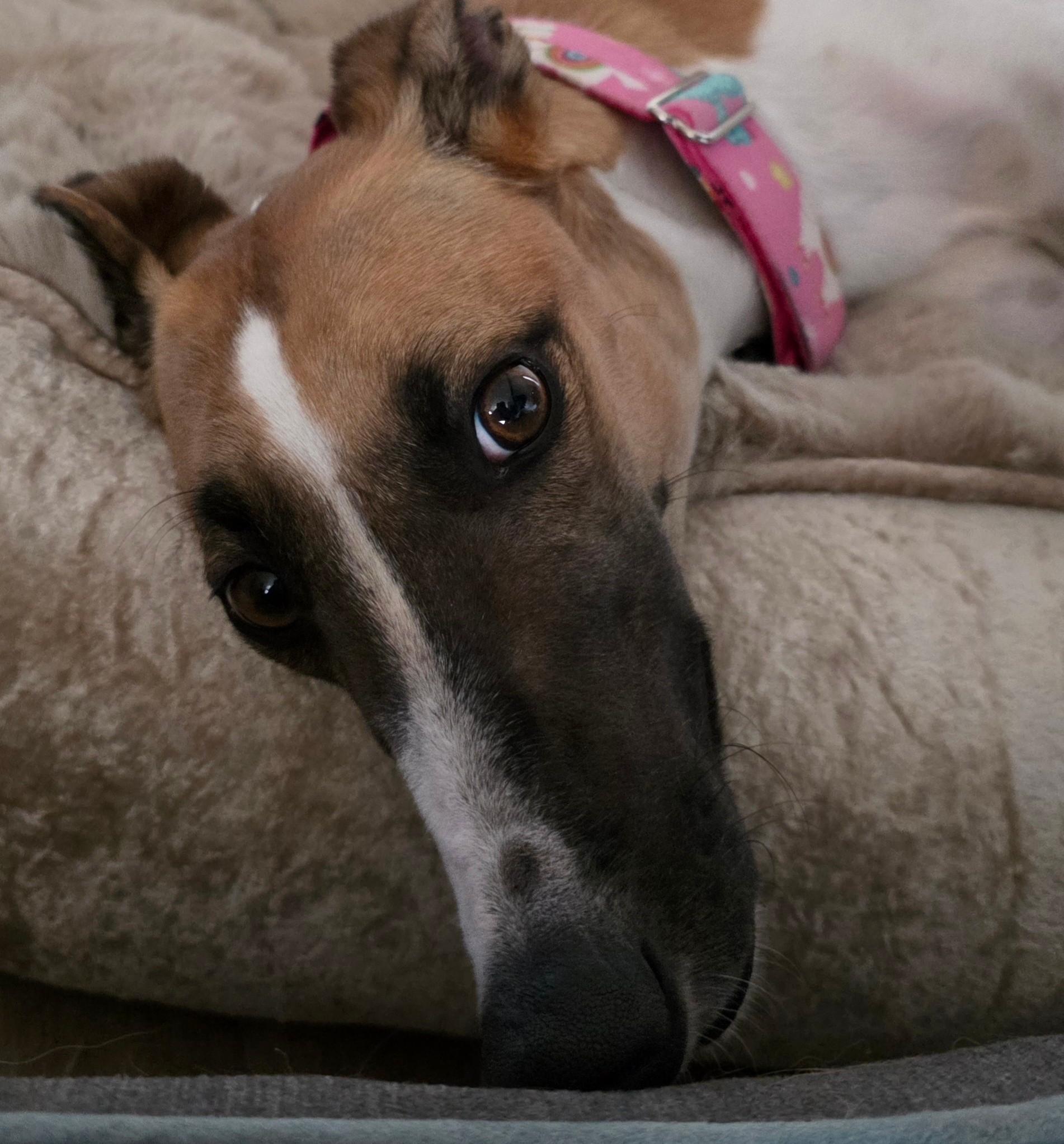 Diamond, an adopted mixed breed in Goshen, IN image 2/3