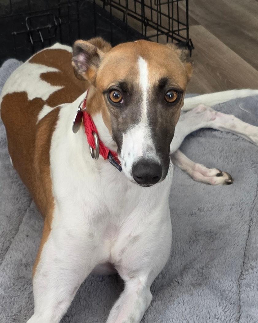 Diamond, an adopted mixed breed in Goshen, IN image 3/3