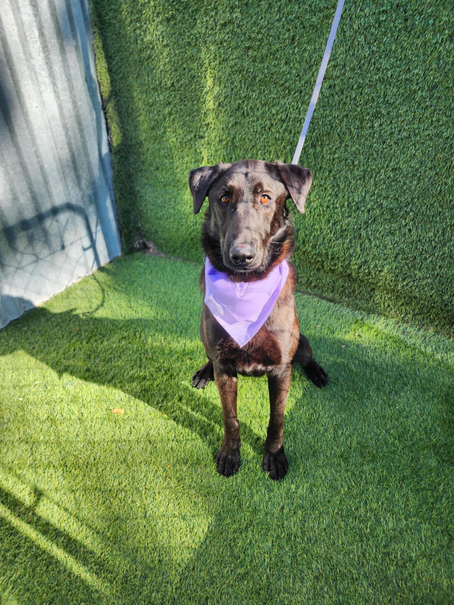 Shadow — thumbnail 3