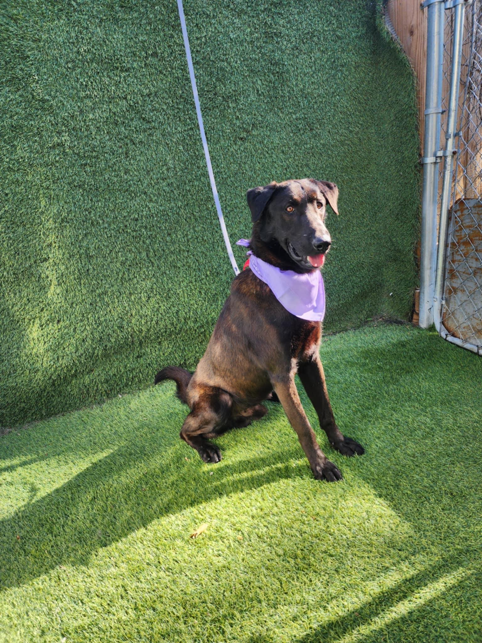 Shadow — thumbnail 4