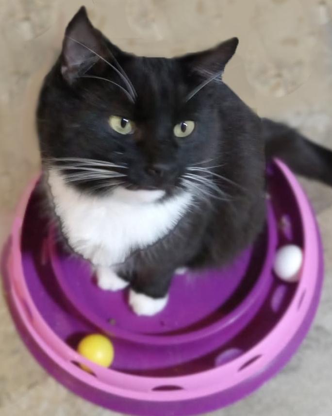 Belushi, an adoptable Domestic Short Hair in Mansfield, OH_image-1