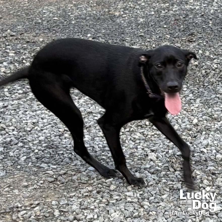 Enlarge Milady, a Adoptable mixed breed in Washington, DC image 1/3