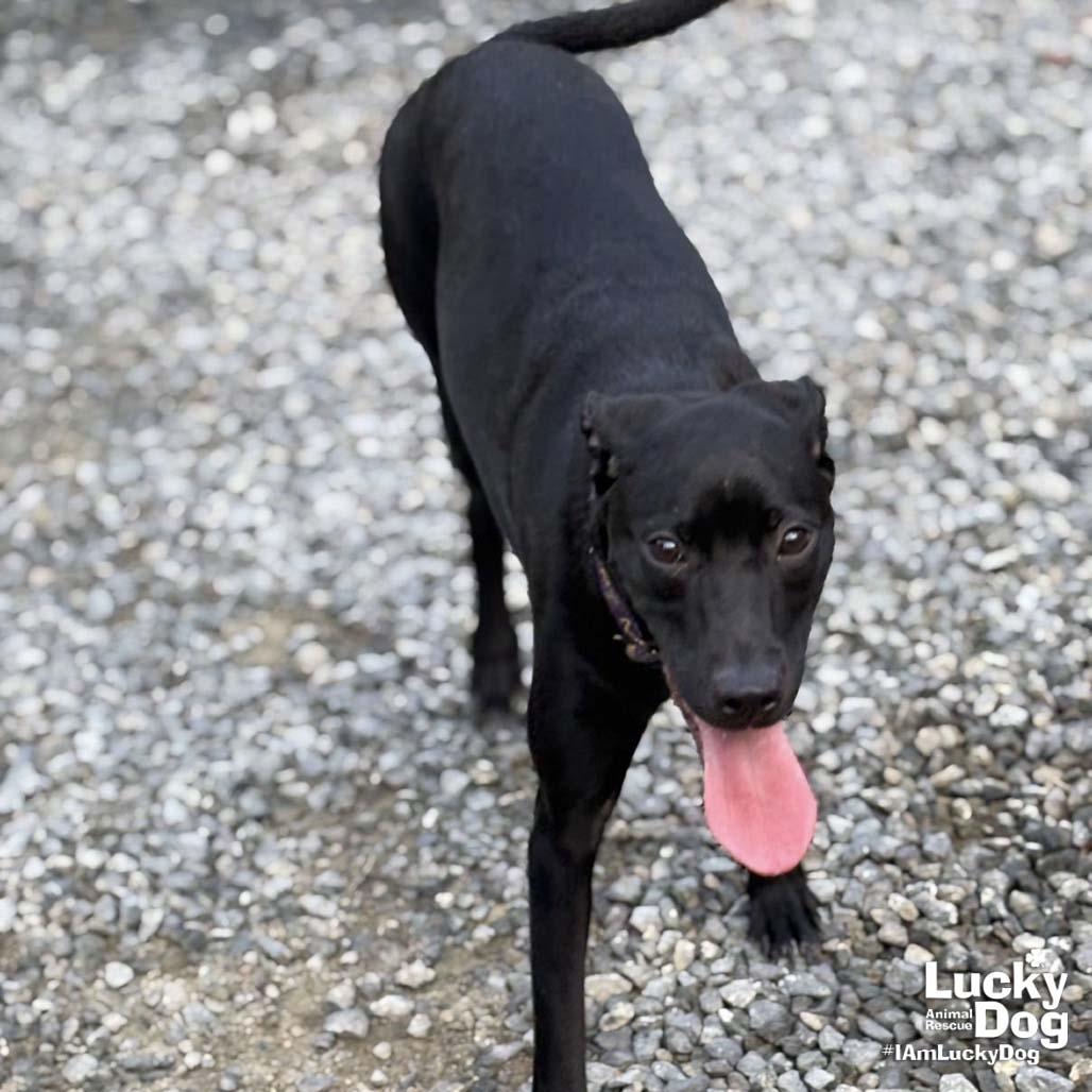 Enlarge Milady, a Adoptable mixed breed in Washington, DC image 2/3