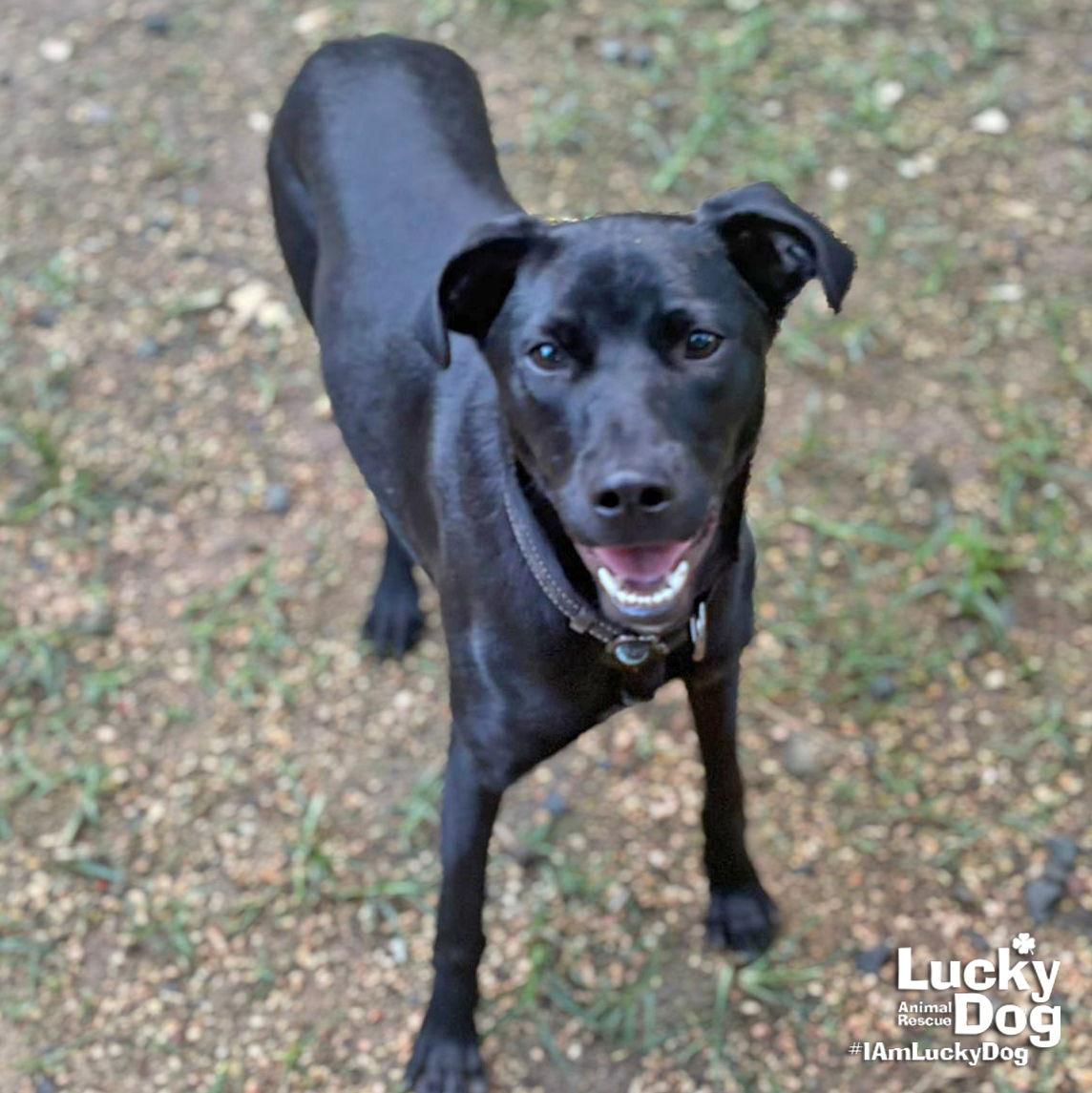 Enlarge Milady, a Adoptable mixed breed in Washington, DC image 3/3