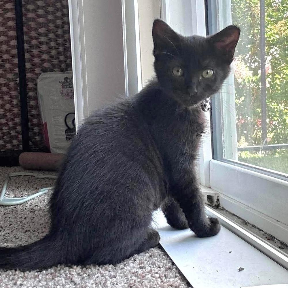 Vada, Adoptable, Kitten Female Domestic Short Hair.
