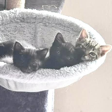 Vada, a Adoptable Domestic Short Hair in Panama City Beach, FL image 2/6