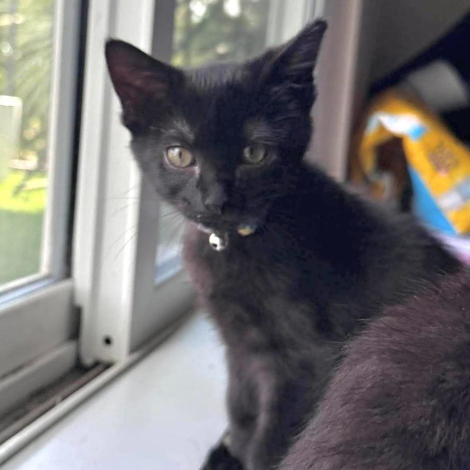 Vada, a Adoptable Domestic Short Hair in Panama City Beach, FL image 3/6
