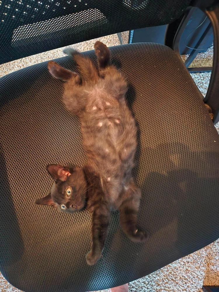 Vada, a Adoptable Domestic Short Hair in Panama City Beach, FL image 4/6