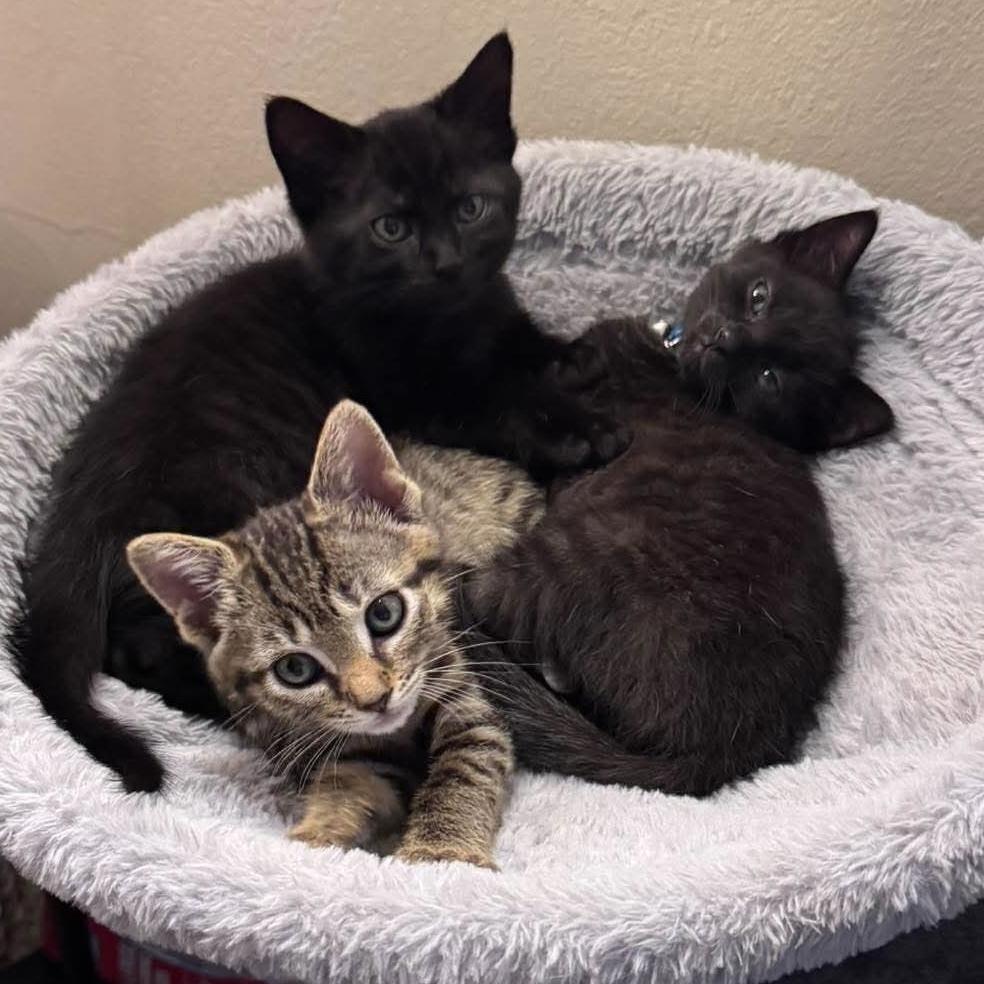 Vada, a Adoptable Domestic Short Hair in Panama City Beach, FL image 5/6