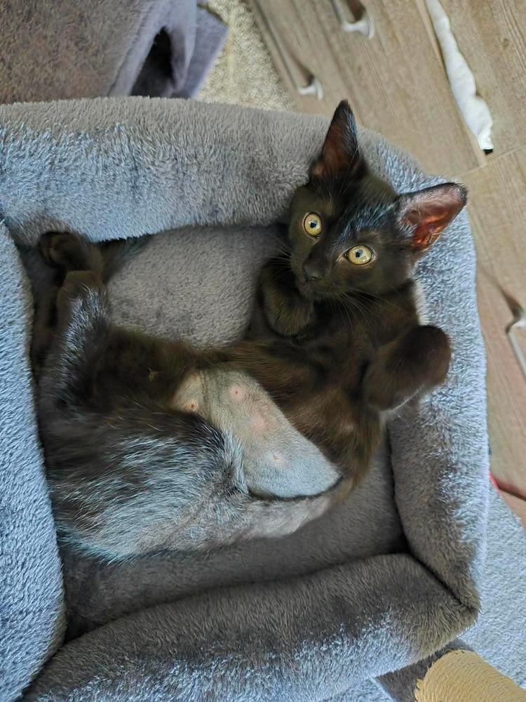 Vada, a Adoptable Domestic Short Hair in Panama City Beach, FL image 6/6