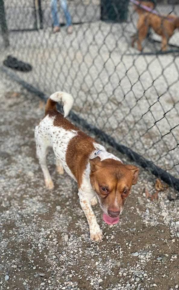 Enlarge Bobby Flay, a Adoptable mixed breed in Wanaque, NJ image 4/4