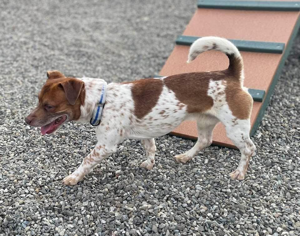 Enlarge Bobby Flay, a Adoptable mixed breed in Wanaque, NJ image 3/4