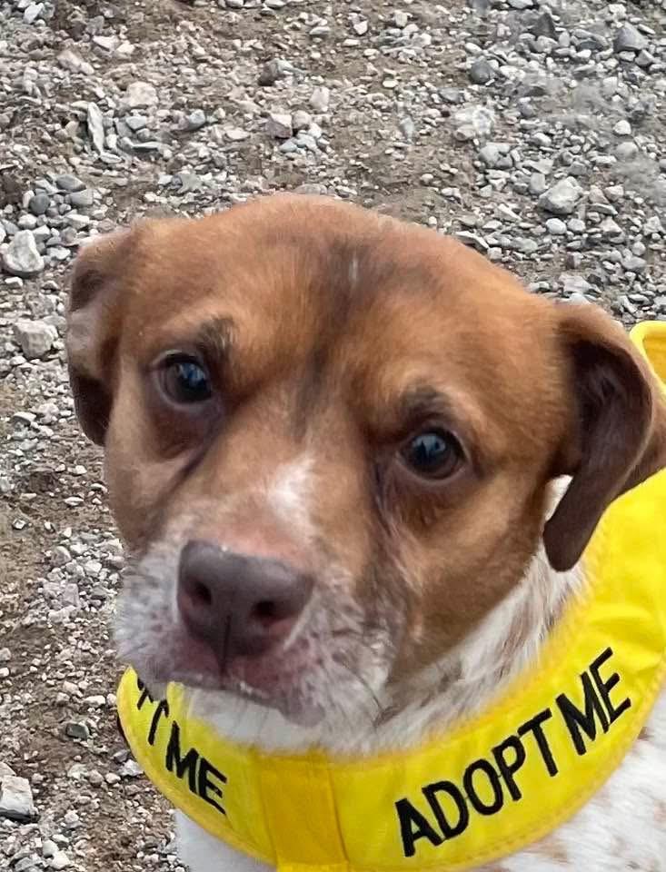Bobby Flay, Adoptable, Adult Male Jack Russell Terrier.
