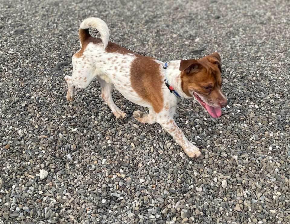 Enlarge Bobby Flay, a Adoptable mixed breed in Wanaque, NJ image 2/4