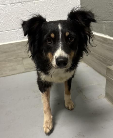 Enlarge Myrtle, a Adoptable Australian Shepherd in Arlington, TX image 1/6
