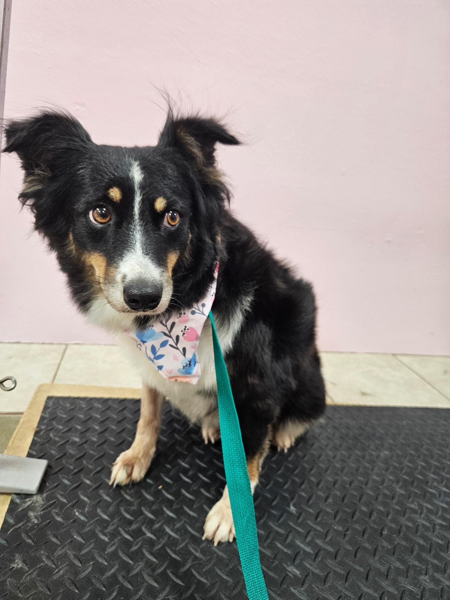 Enlarge Myrtle, a Adoptable Australian Shepherd in Arlington, TX image 1/6
