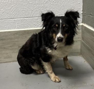 Enlarge Myrtle, a Adoptable Australian Shepherd in Arlington, TX image 2/6