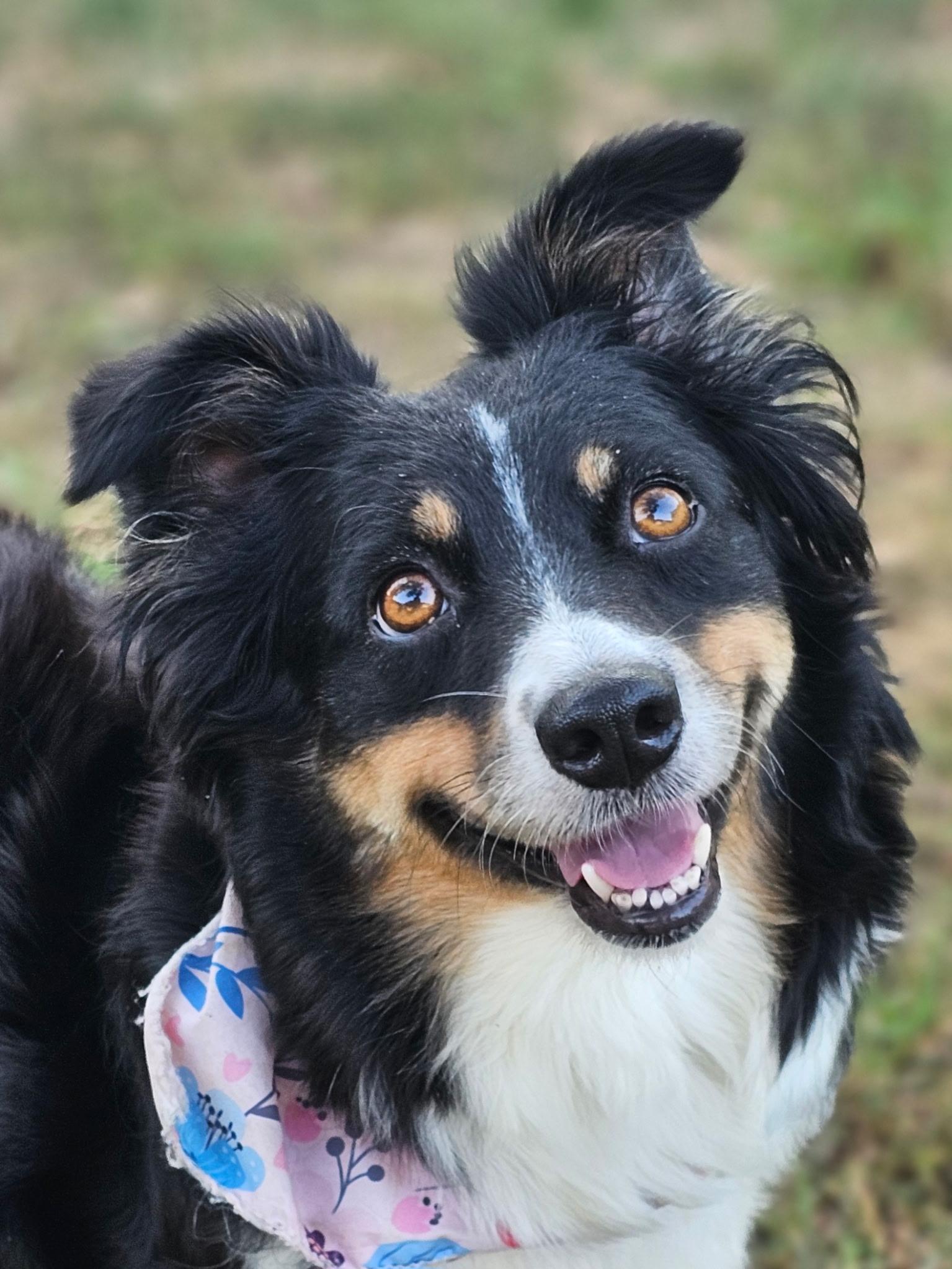 Enlarge Myrtle, a Adoptable Australian Shepherd in Arlington, TX image 5/6