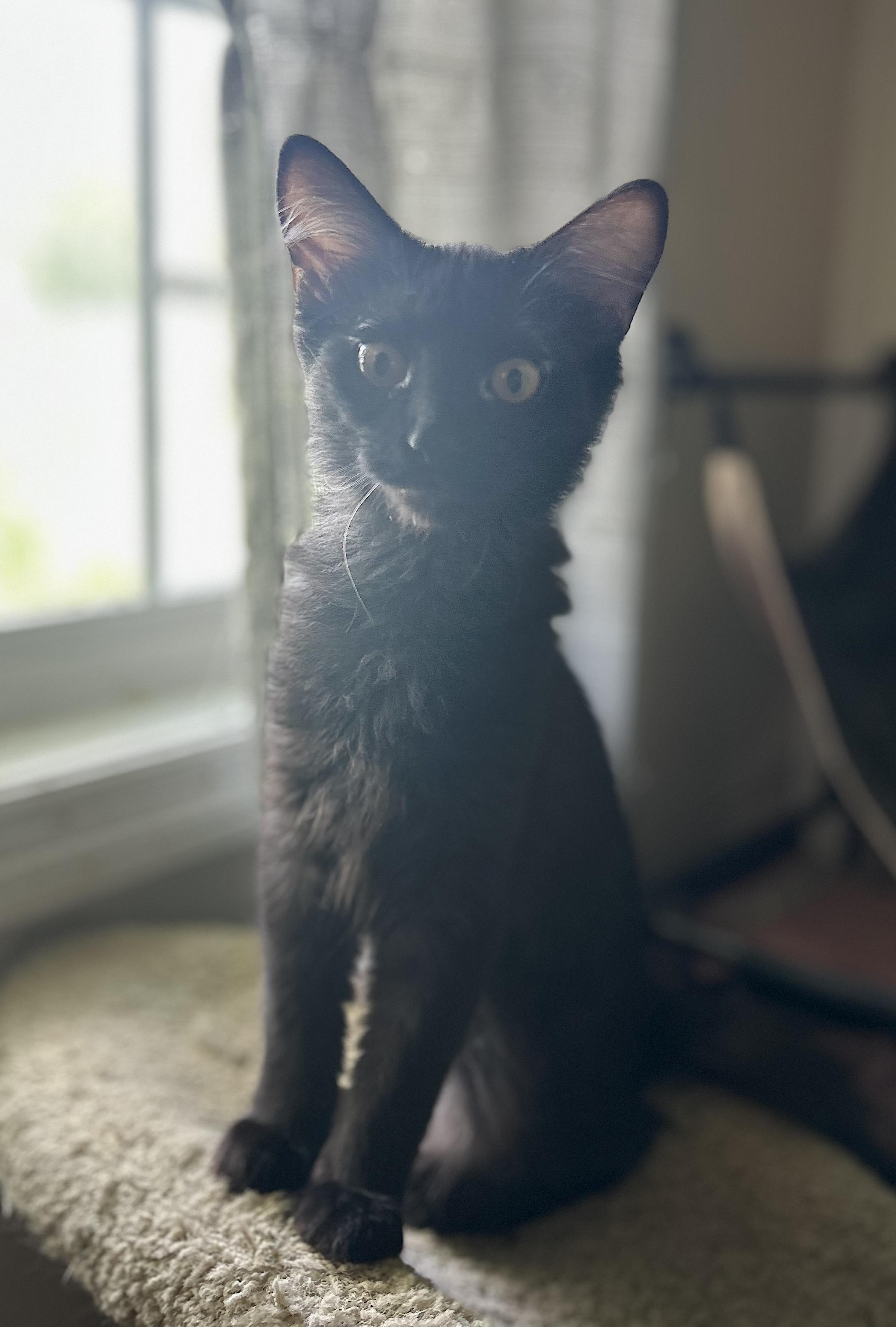 Fuzzy, a Adoptable Domestic Medium Hair in Murfreesboro, TN image 2/5