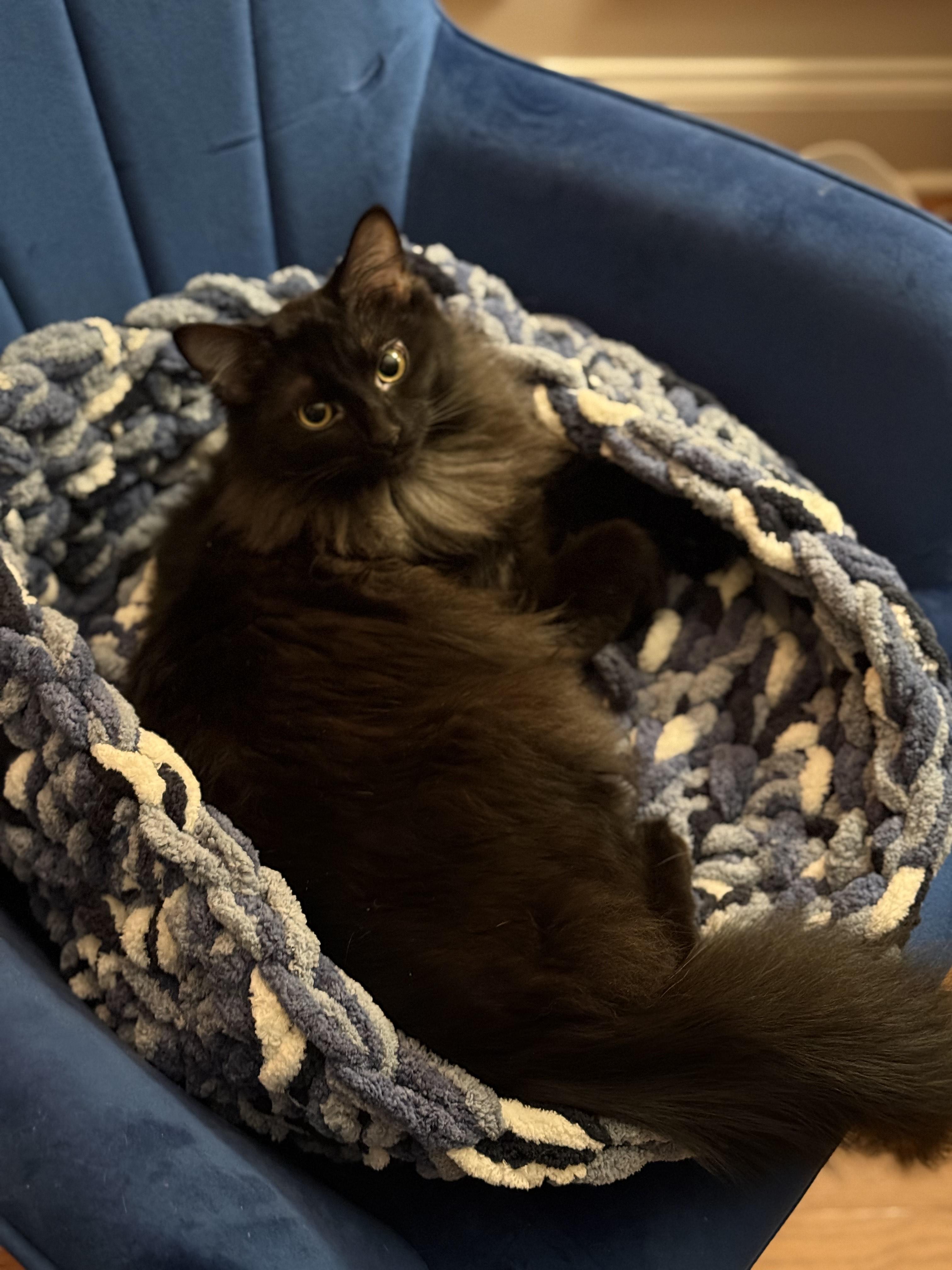 Enlarge Fuzzy, an adoptable Domestic Medium Hair in Murfreesboro, TN image 2/3