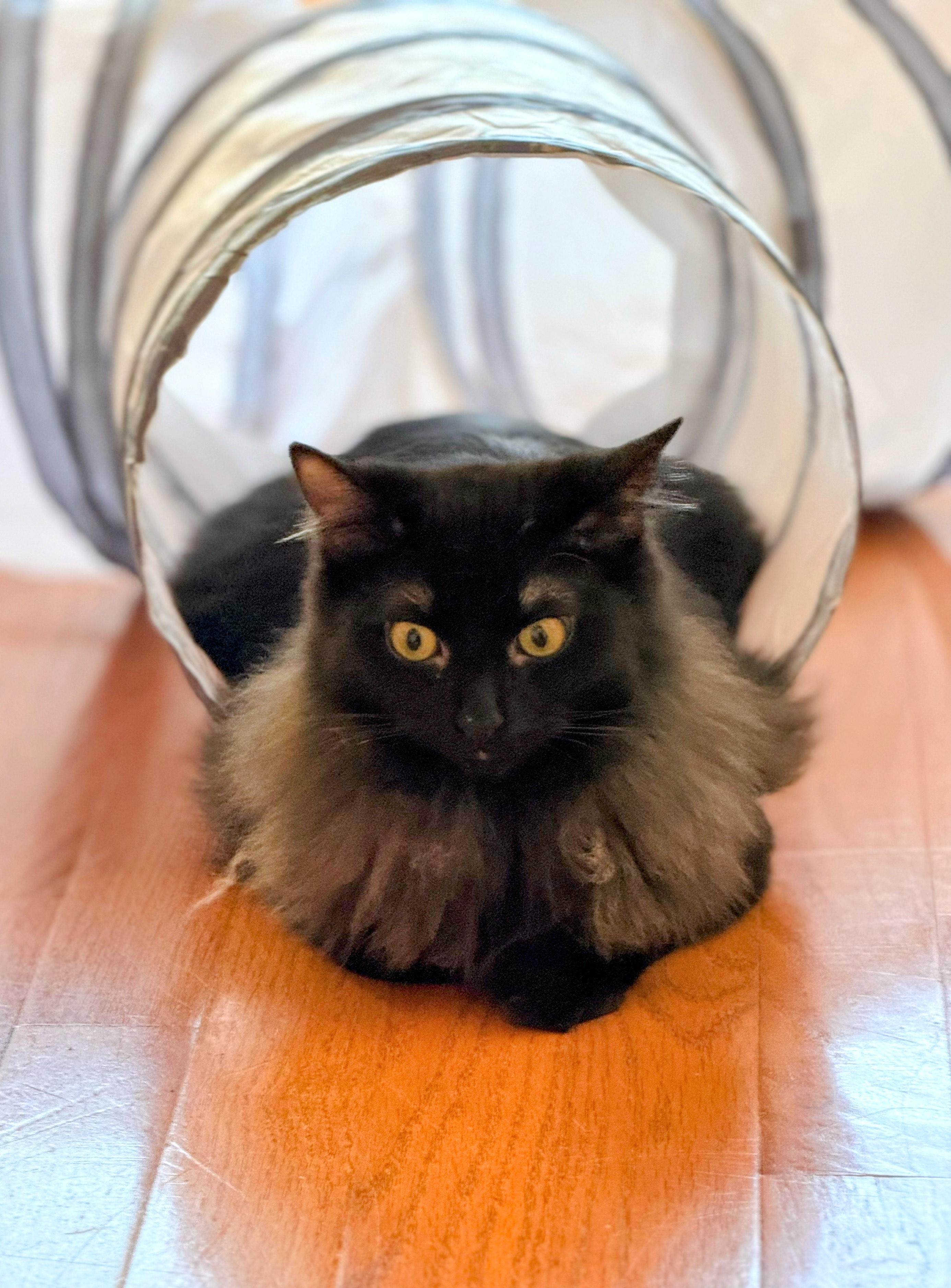 Fuzzy, adoptable, Young Female Domestic Medium Hair.