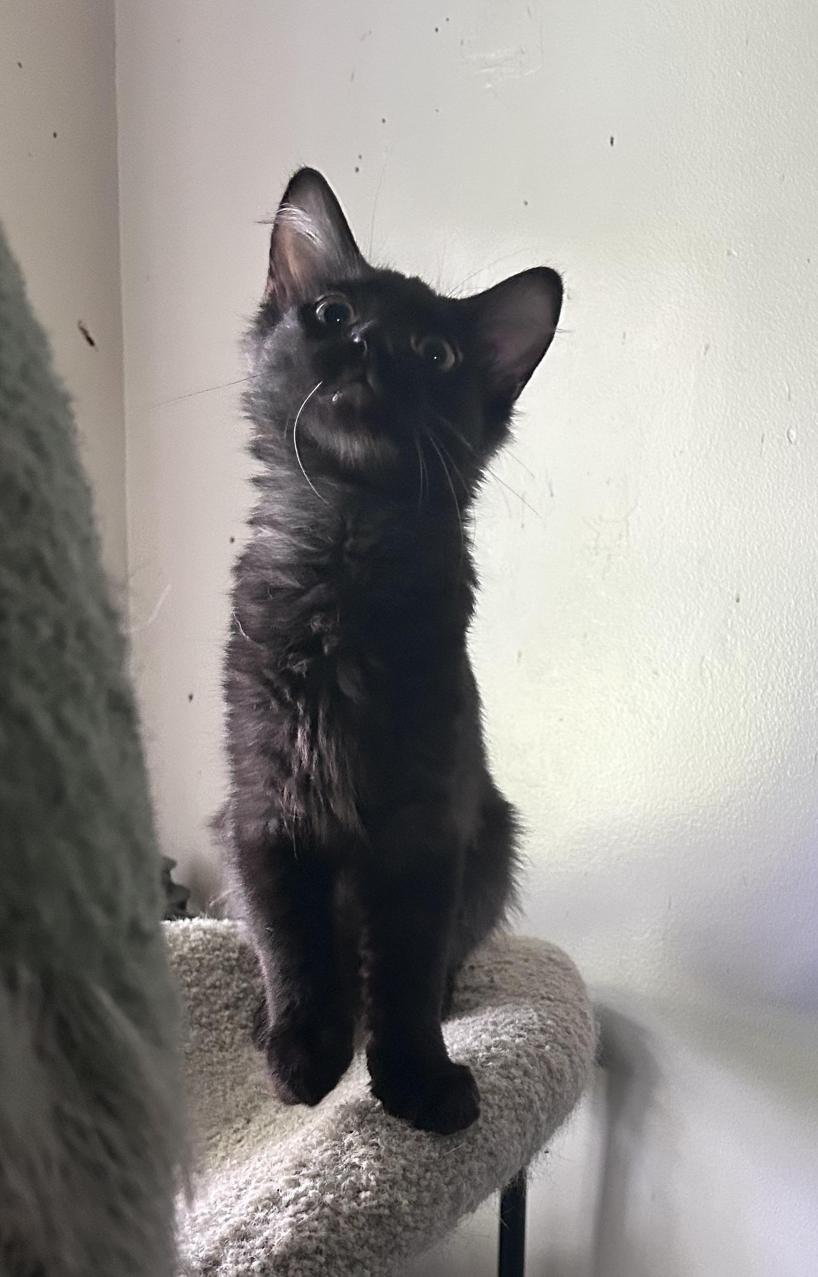 Fuzzy, a Adoptable Domestic Medium Hair in Murfreesboro, TN image 4/5