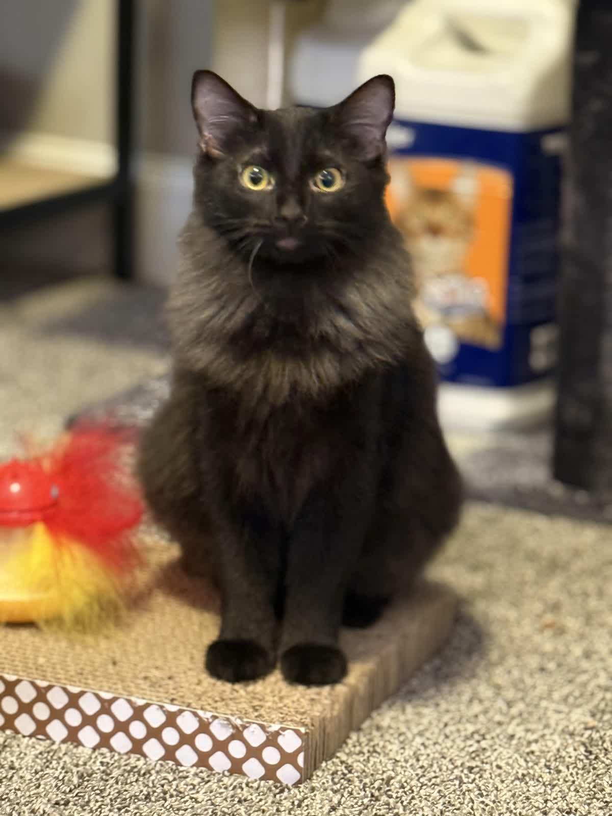 Fuzzy, a Adoptable Domestic Medium Hair in Murfreesboro, TN image 1/5