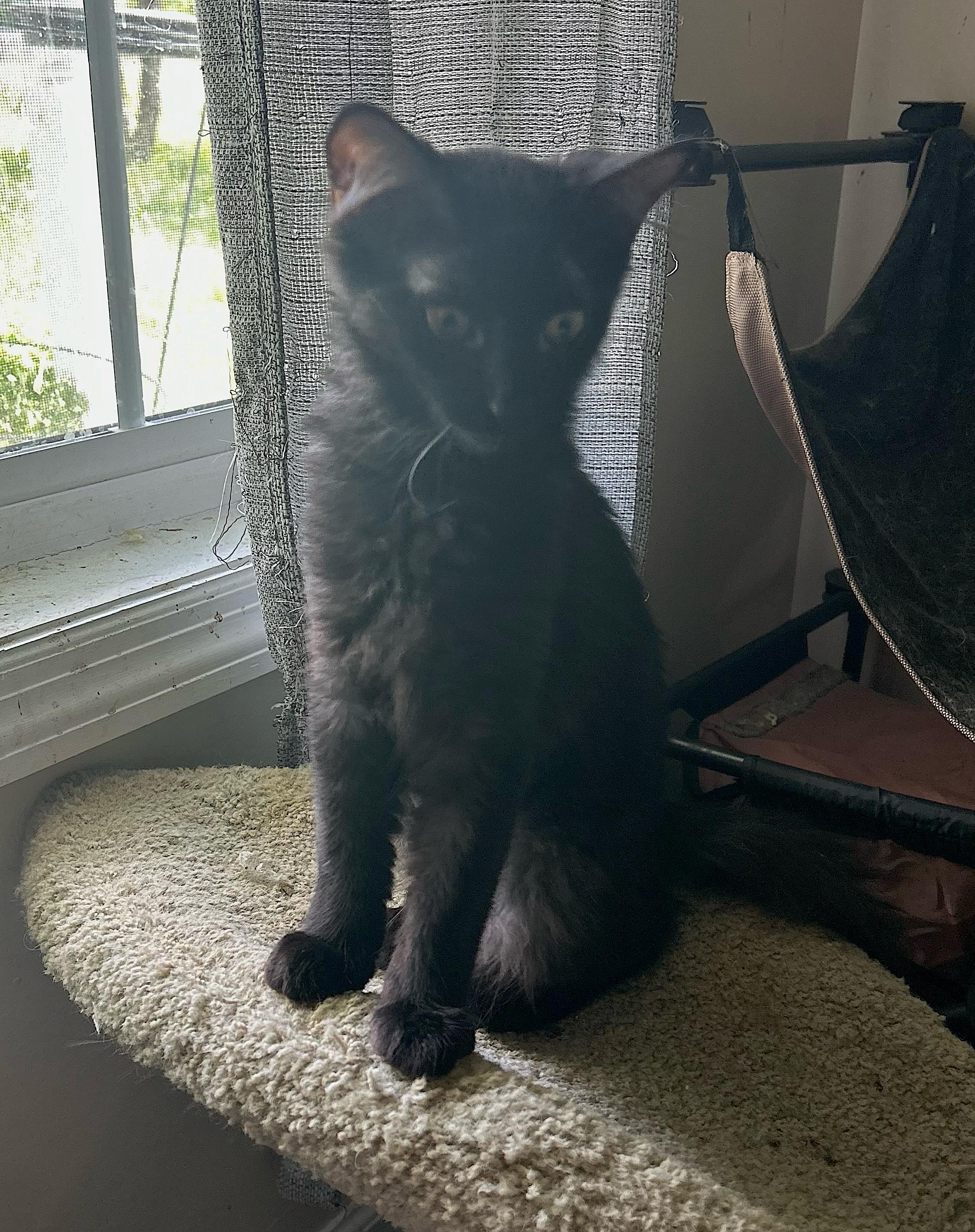 Fuzzy, a Adoptable Domestic Medium Hair in Murfreesboro, TN image 5/5