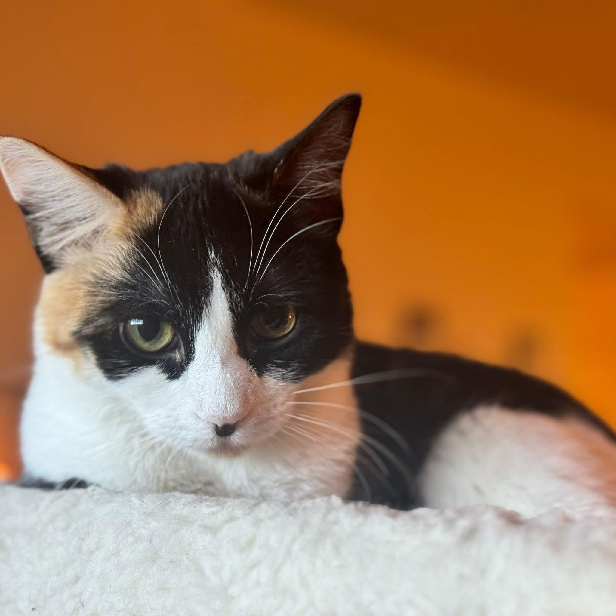 Enlarge Hibiscus, a Adopted mixed breed in Santa Fe, NM image 1/6