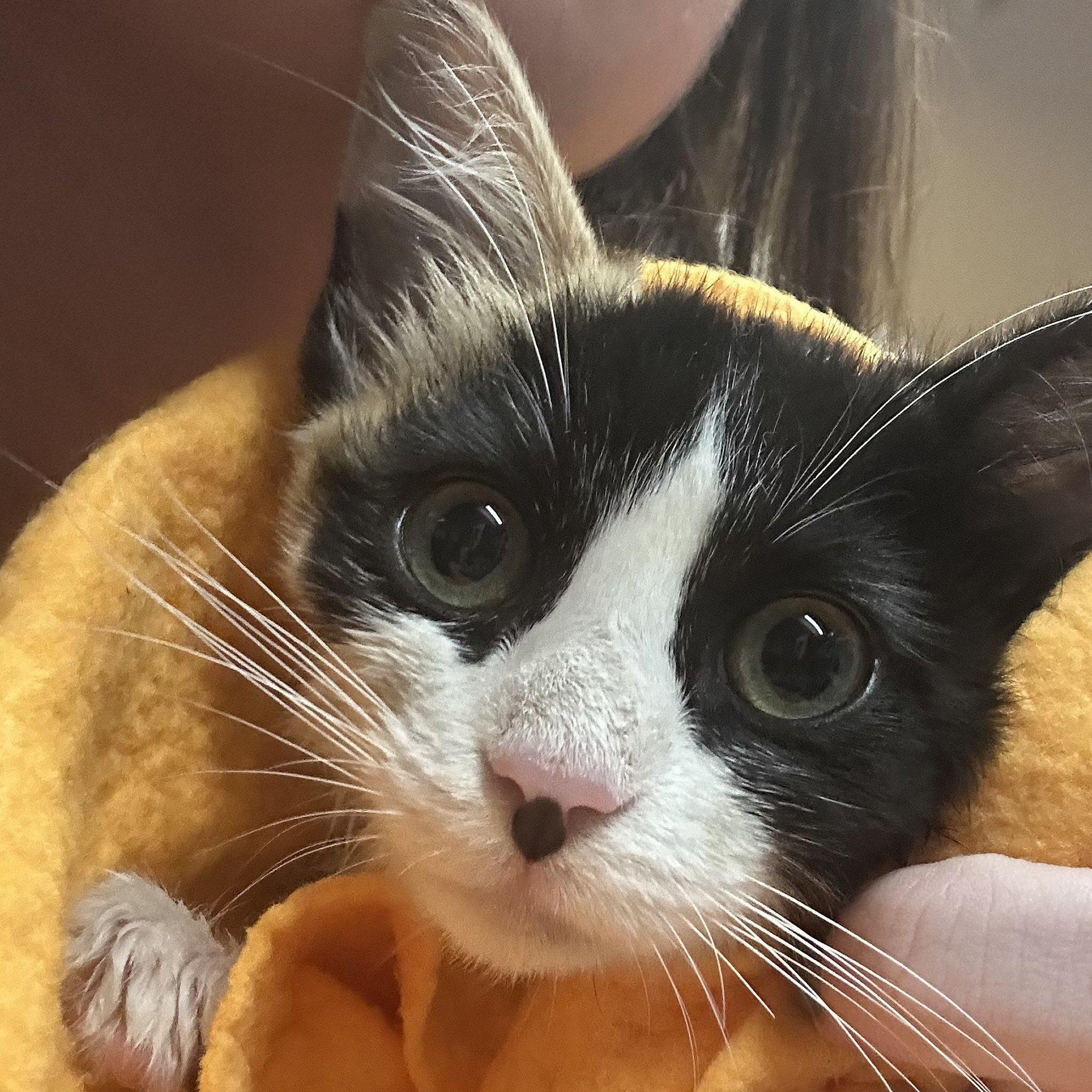 Enlarge Hibiscus, a Adopted mixed breed in Santa Fe, NM image 5/6