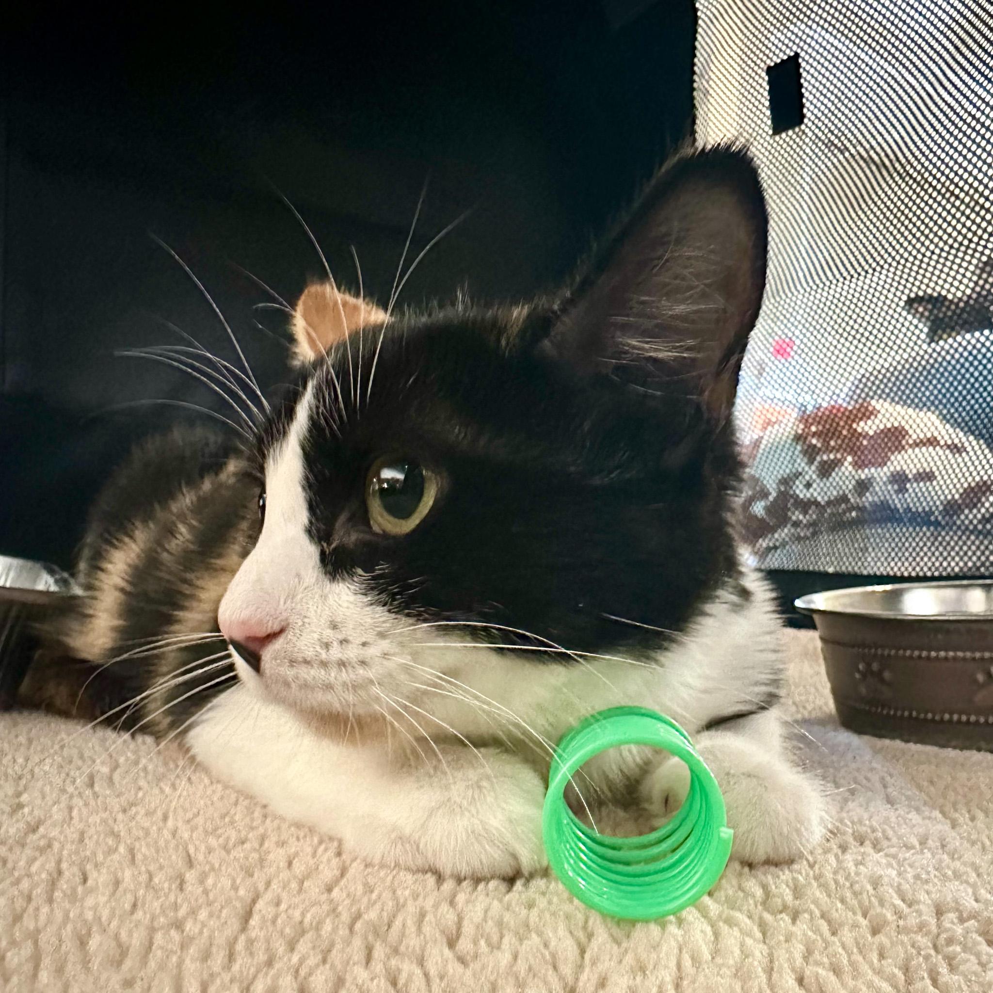Enlarge Hibiscus, a Adopted mixed breed in Santa Fe, NM image 6/6