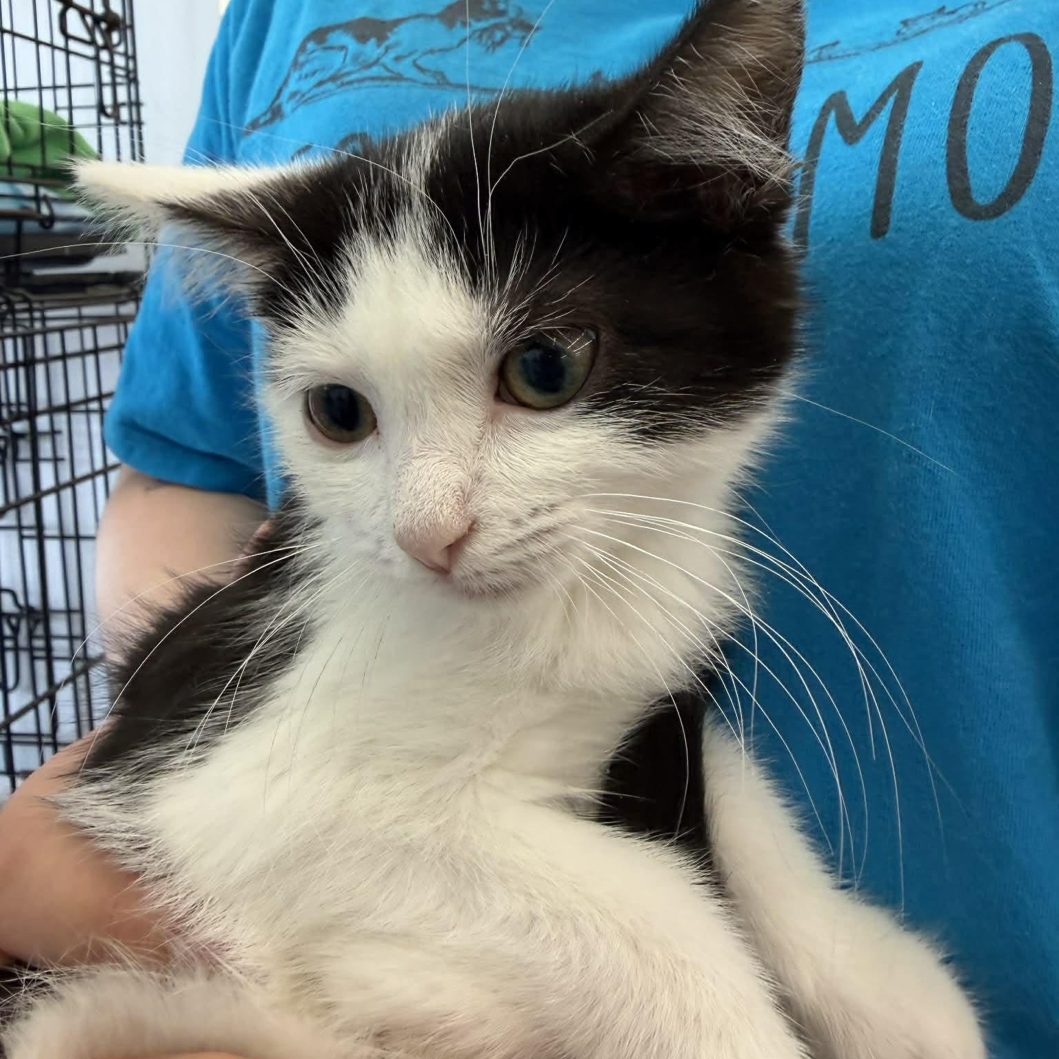 Enlarge Dumpling, a Adoptable Tuxedo in Fairborn, OH image 5/5
