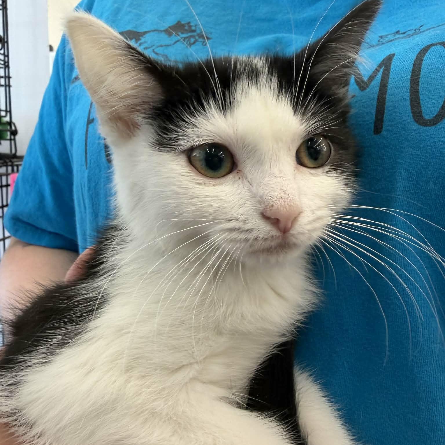 Enlarge Dumpling, a Adoptable Tuxedo in Fairborn, OH image 2/5