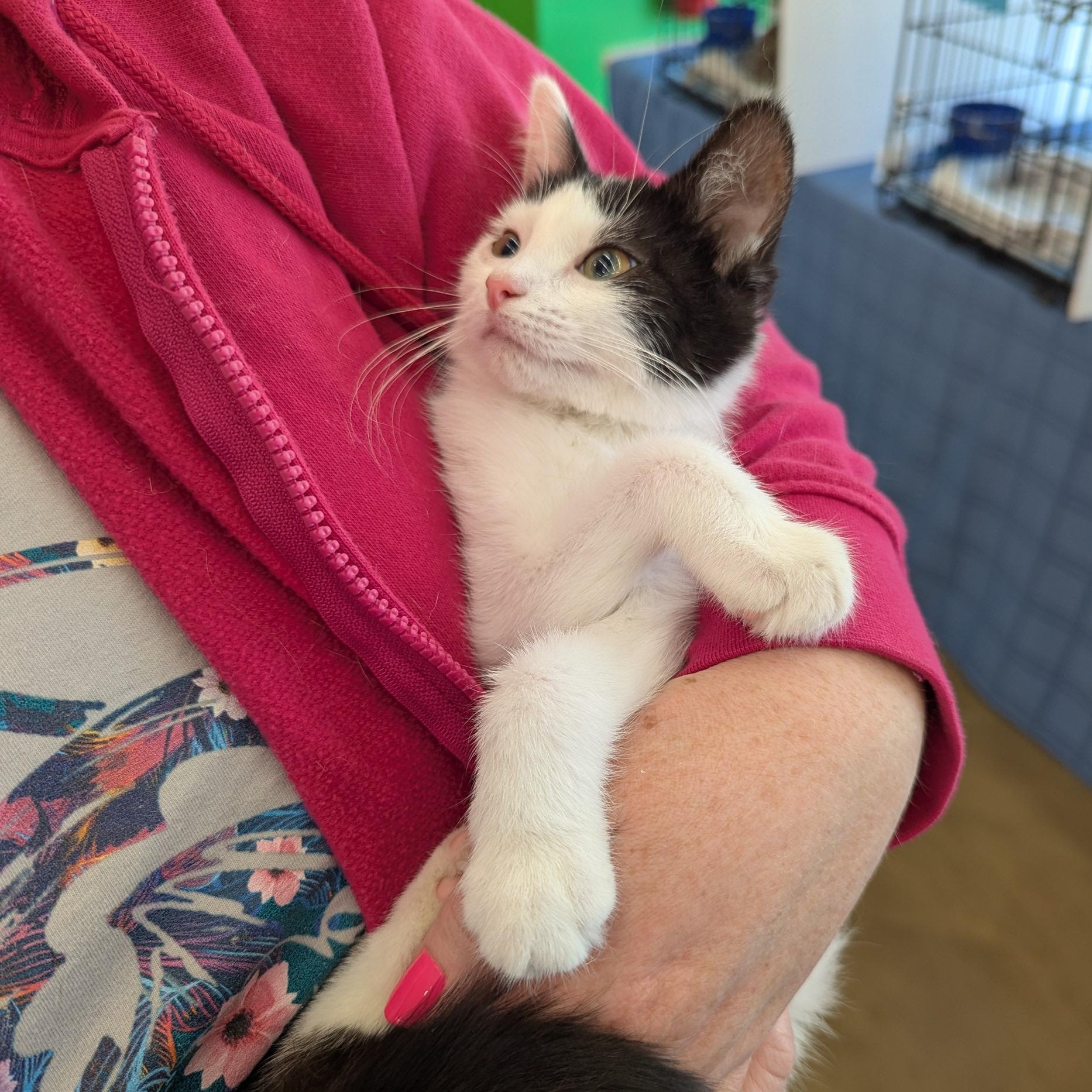 Enlarge Dumpling, a Adoptable Tuxedo in Fairborn, OH image 1/5