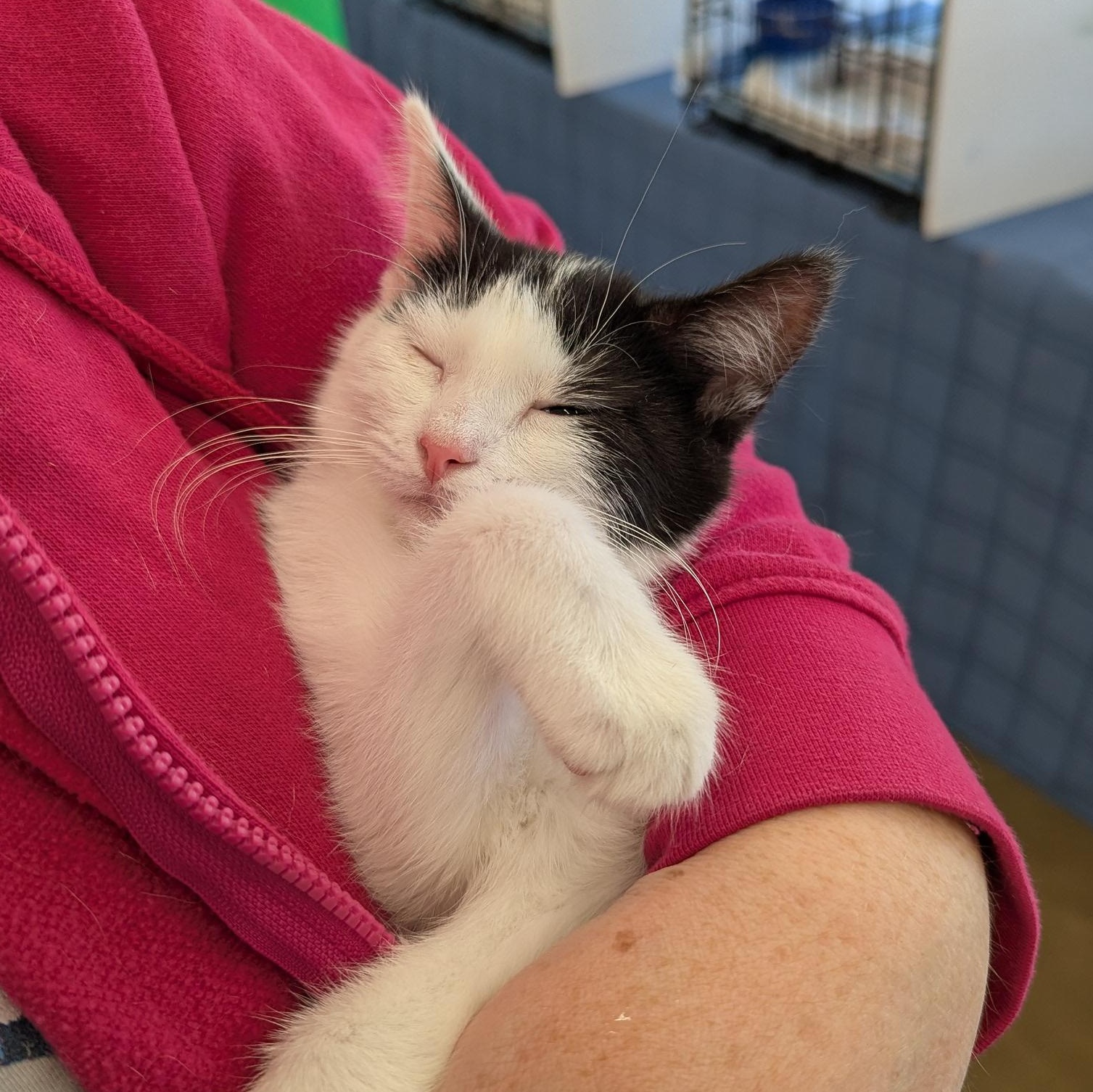 Enlarge Dumpling, a Adoptable Tuxedo in Fairborn, OH image 3/5
