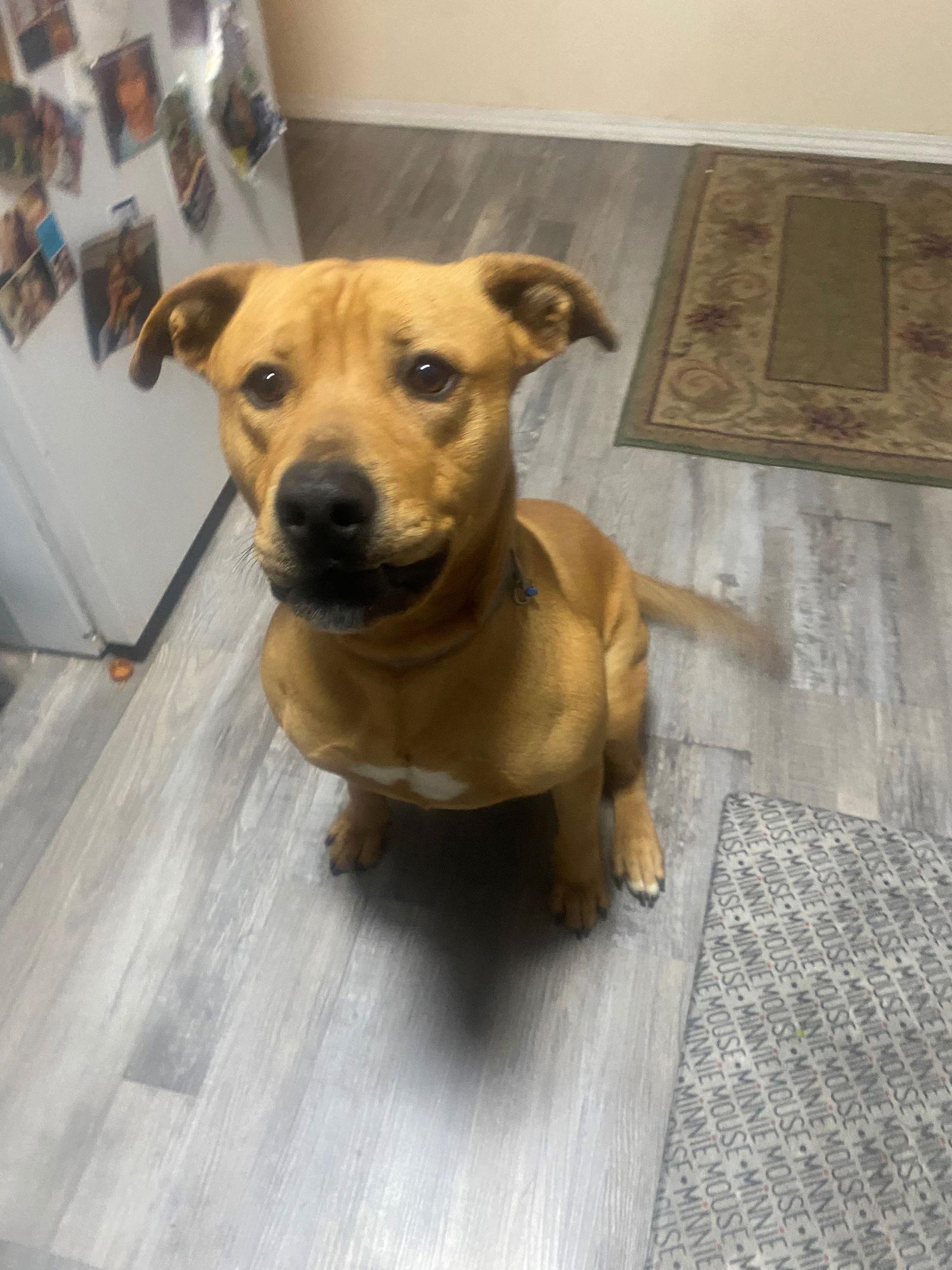 Buddy, Adoptable, Adult Male Pit Bull Terrier & Labrador Retriever.