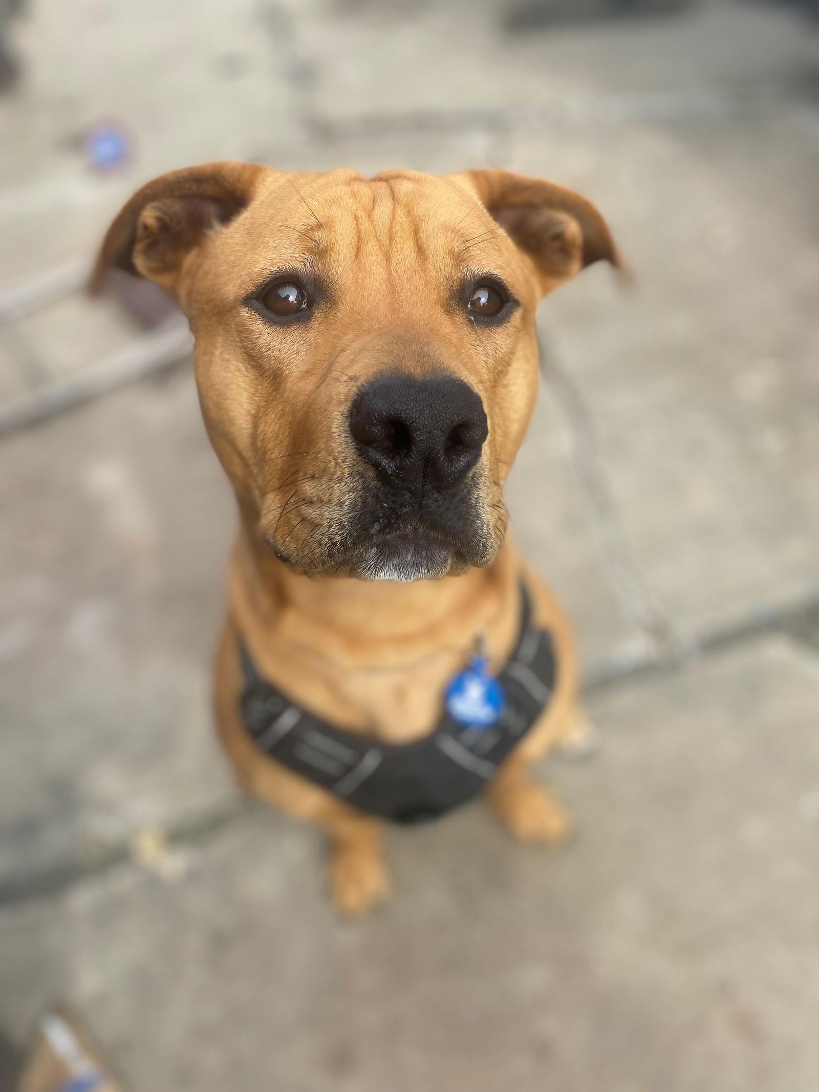 Enlarge Buddy, a Adoptable mixed breed in Woodland, CA image 2/3