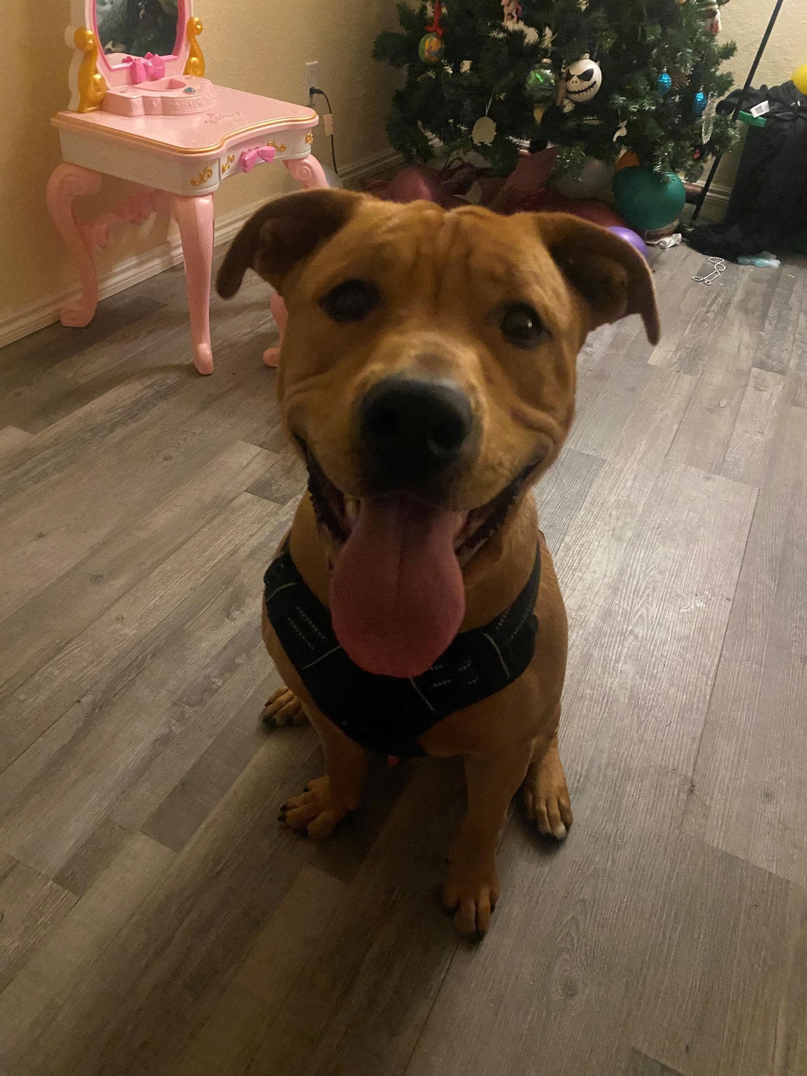 Enlarge Buddy, a Adoptable mixed breed in Woodland, CA image 3/3