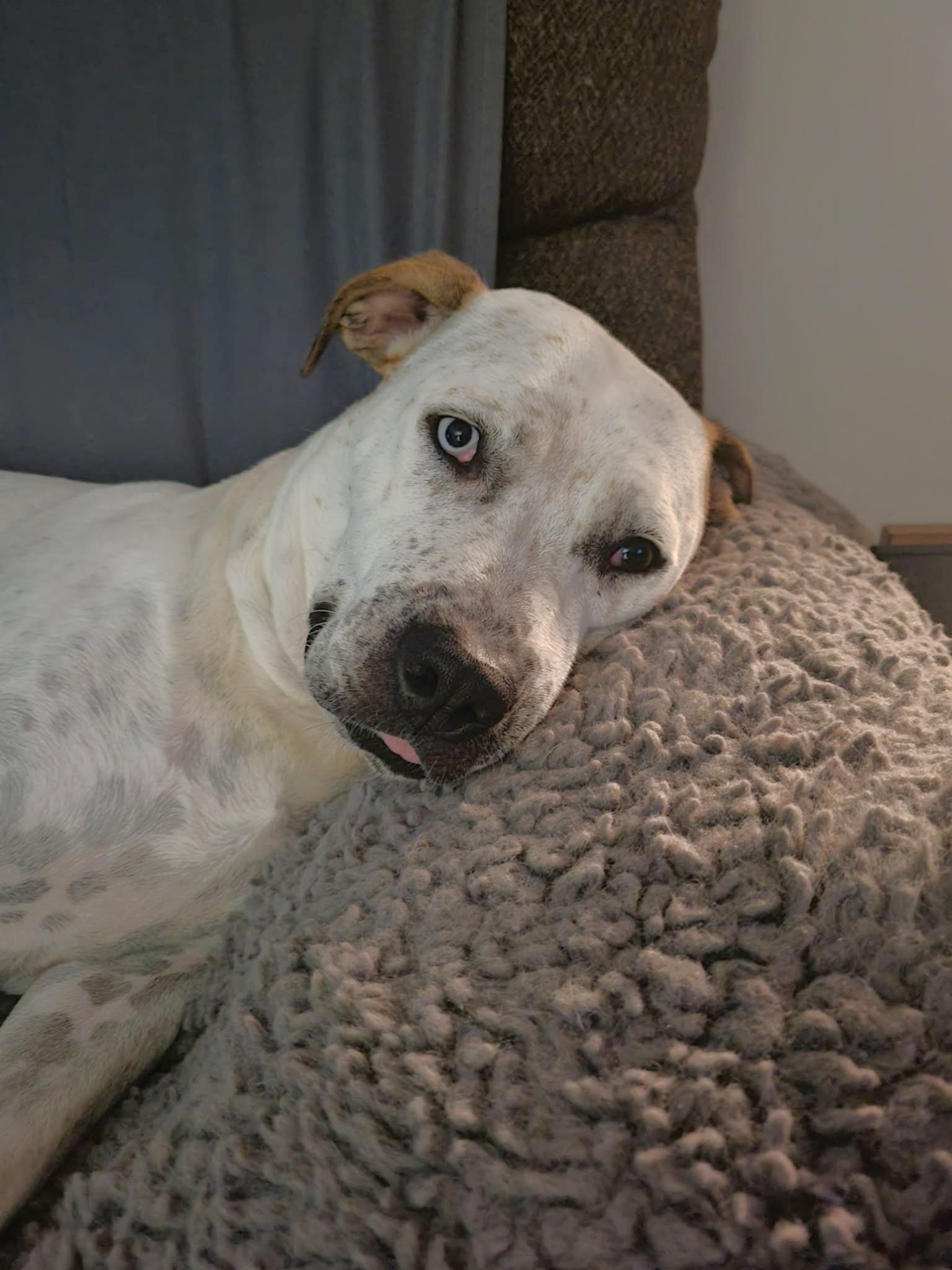 Enlarge Nyla, a Adoptable mixed breed in Oregon, WI image 3/3