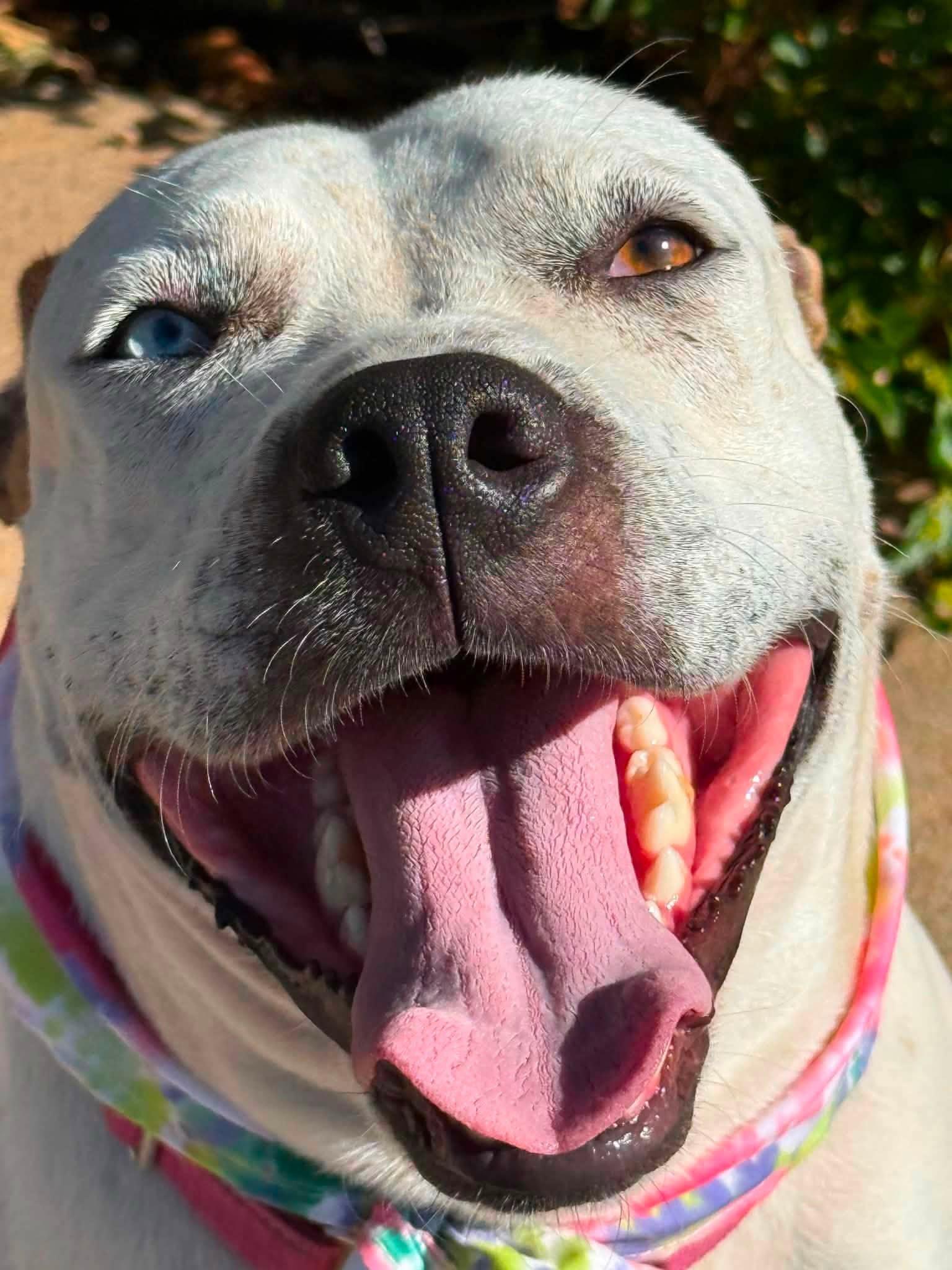 Nyla, Adoptable, Young Female Pit Bull Terrier & Australian Cattle Dog / Blue Heeler.