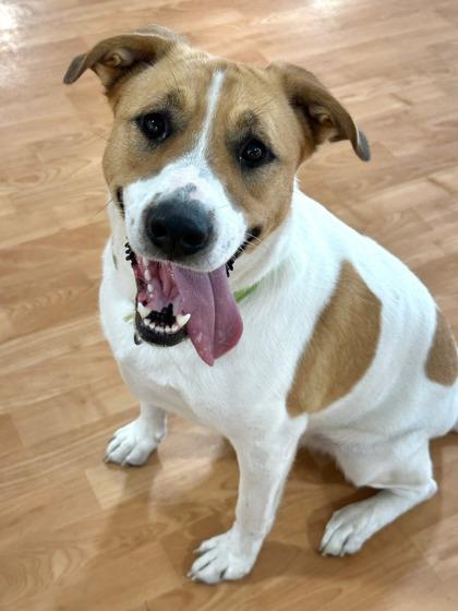 Skye, Adult Female Mixed Breed