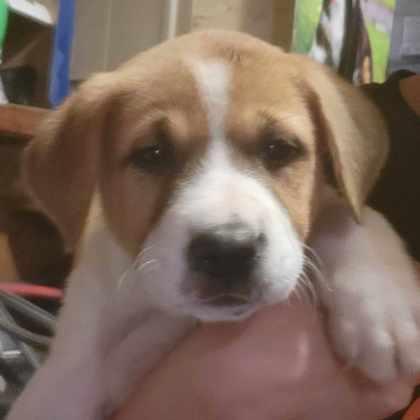 Skye photo 2
