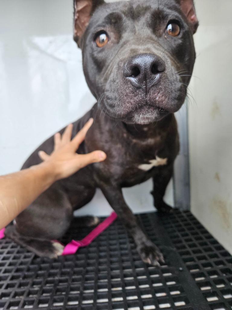 Enlarge 2025-07-188 *Ivy*, a Adoptable Pit Bull Terrier in Winder, GA image 1/2