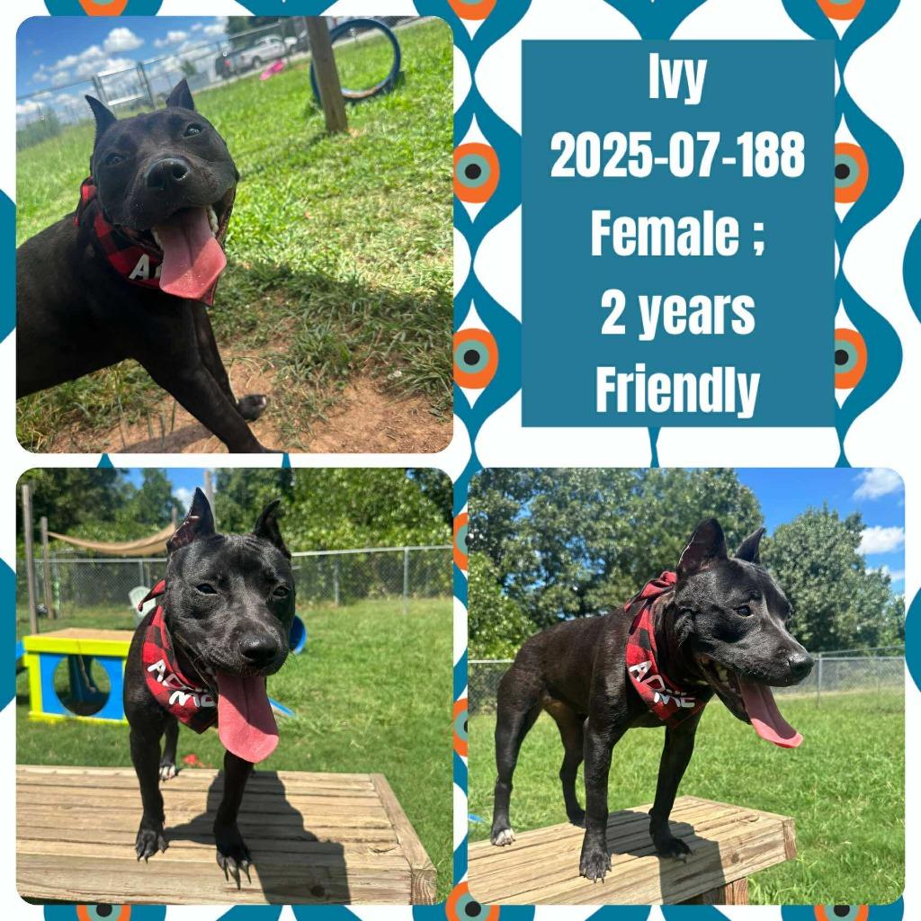 Enlarge 2025-07-188 *Ivy*, a Adoptable Pit Bull Terrier in Winder, GA image 2/2