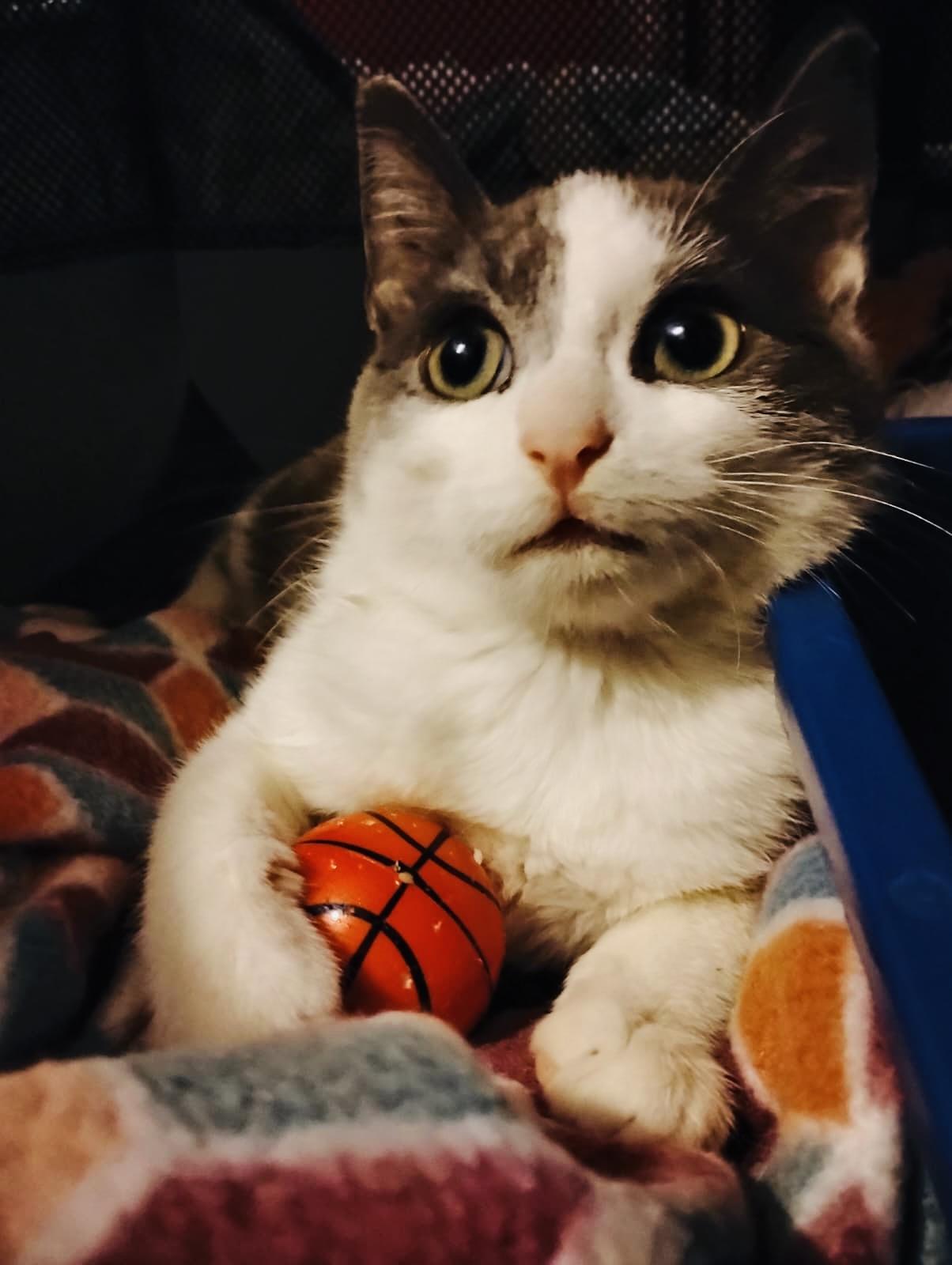 Enlarge BUSTER, a Adoptable Domestic Short Hair in Hoboken, NJ image 6/6