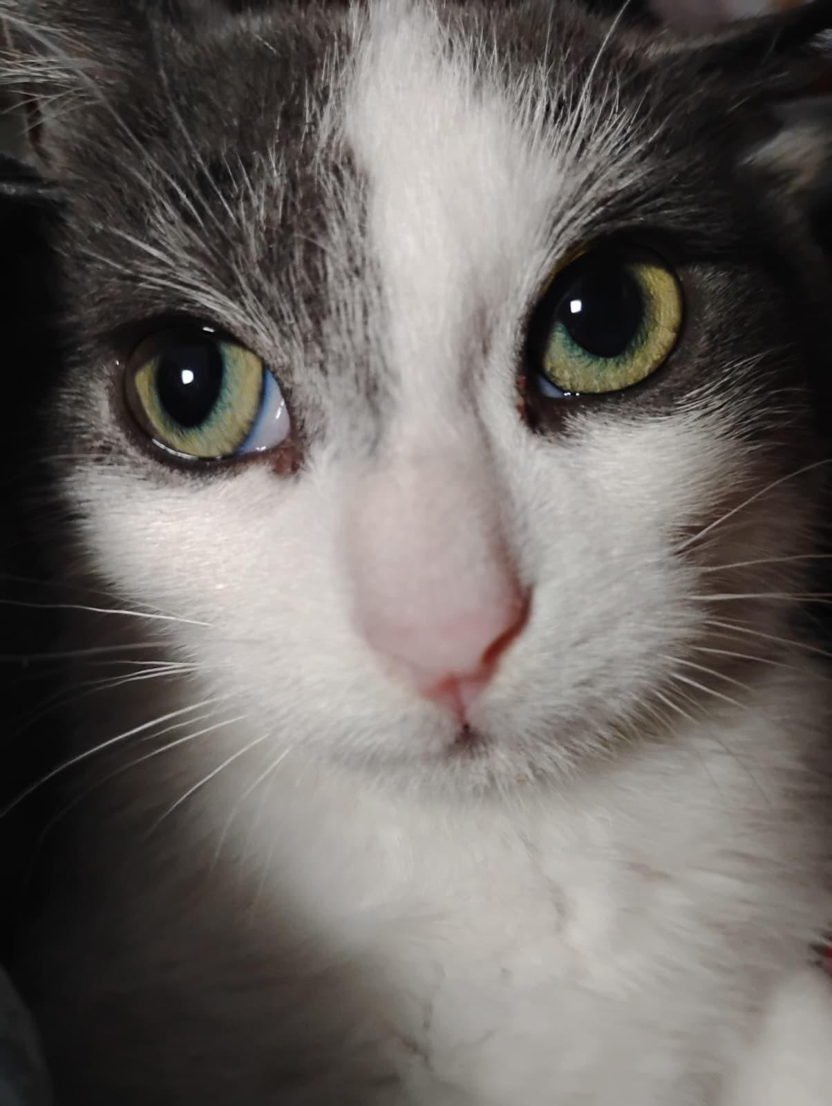 Enlarge BUSTER, a Adoptable Domestic Short Hair in Hoboken, NJ image 5/6