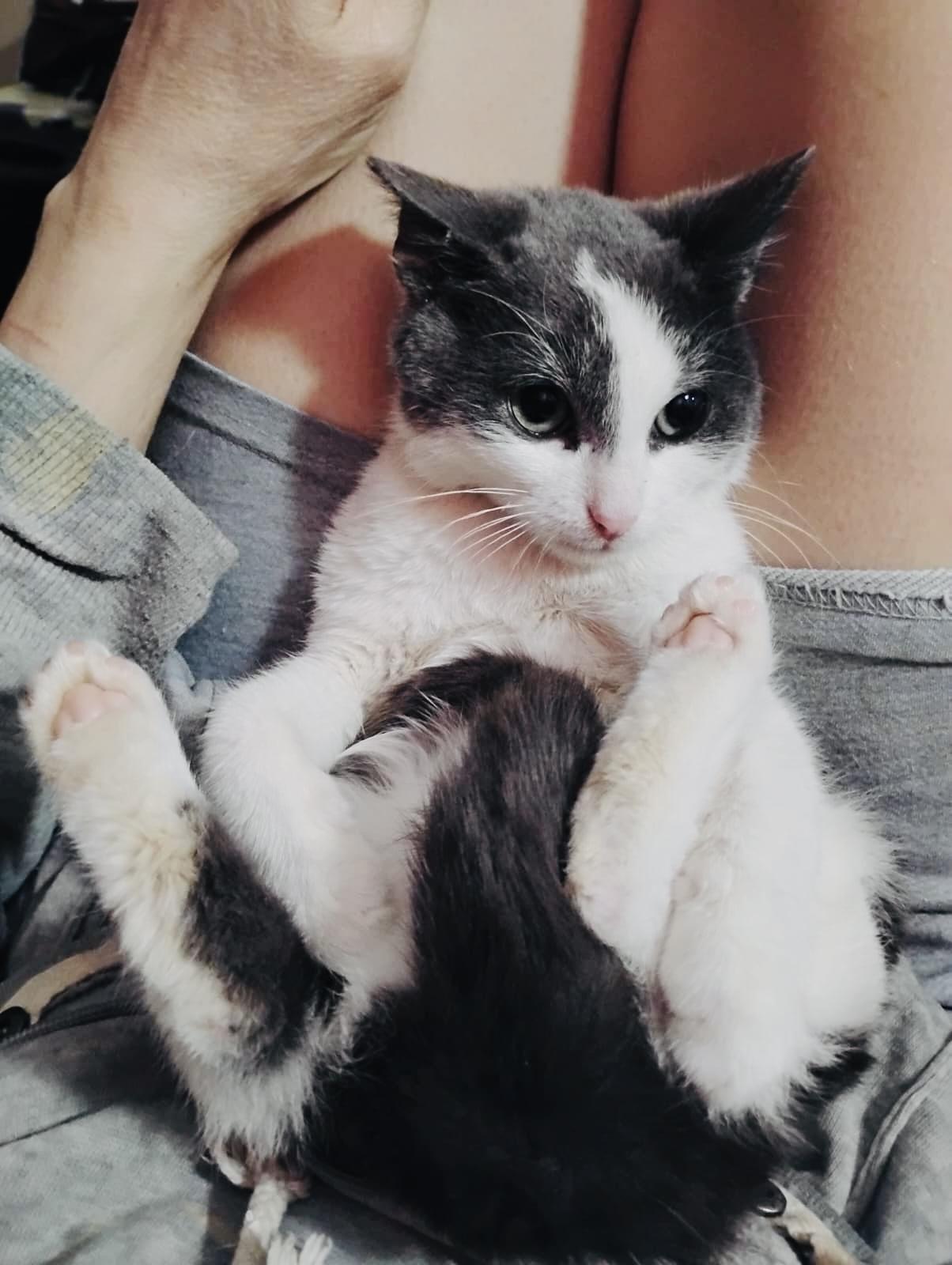 Enlarge BUSTER, a Adoptable Domestic Short Hair in Hoboken, NJ image 3/6