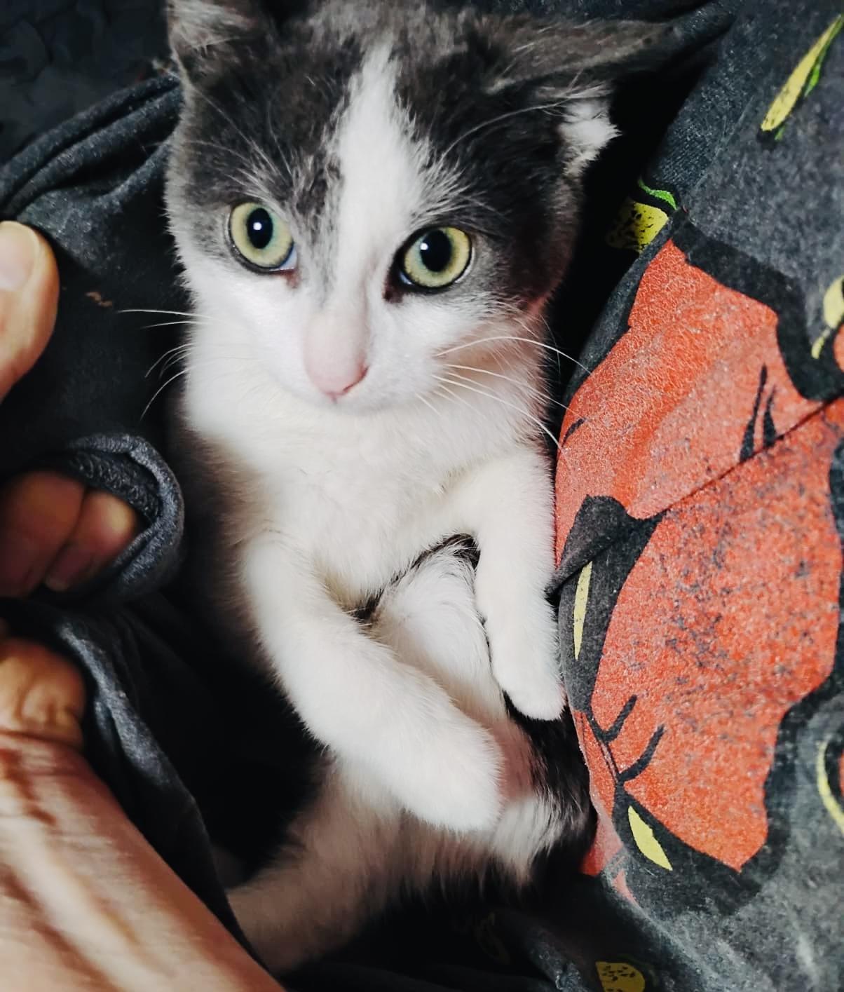 BUSTER, Adoptable, Kitten Male Domestic Short Hair.