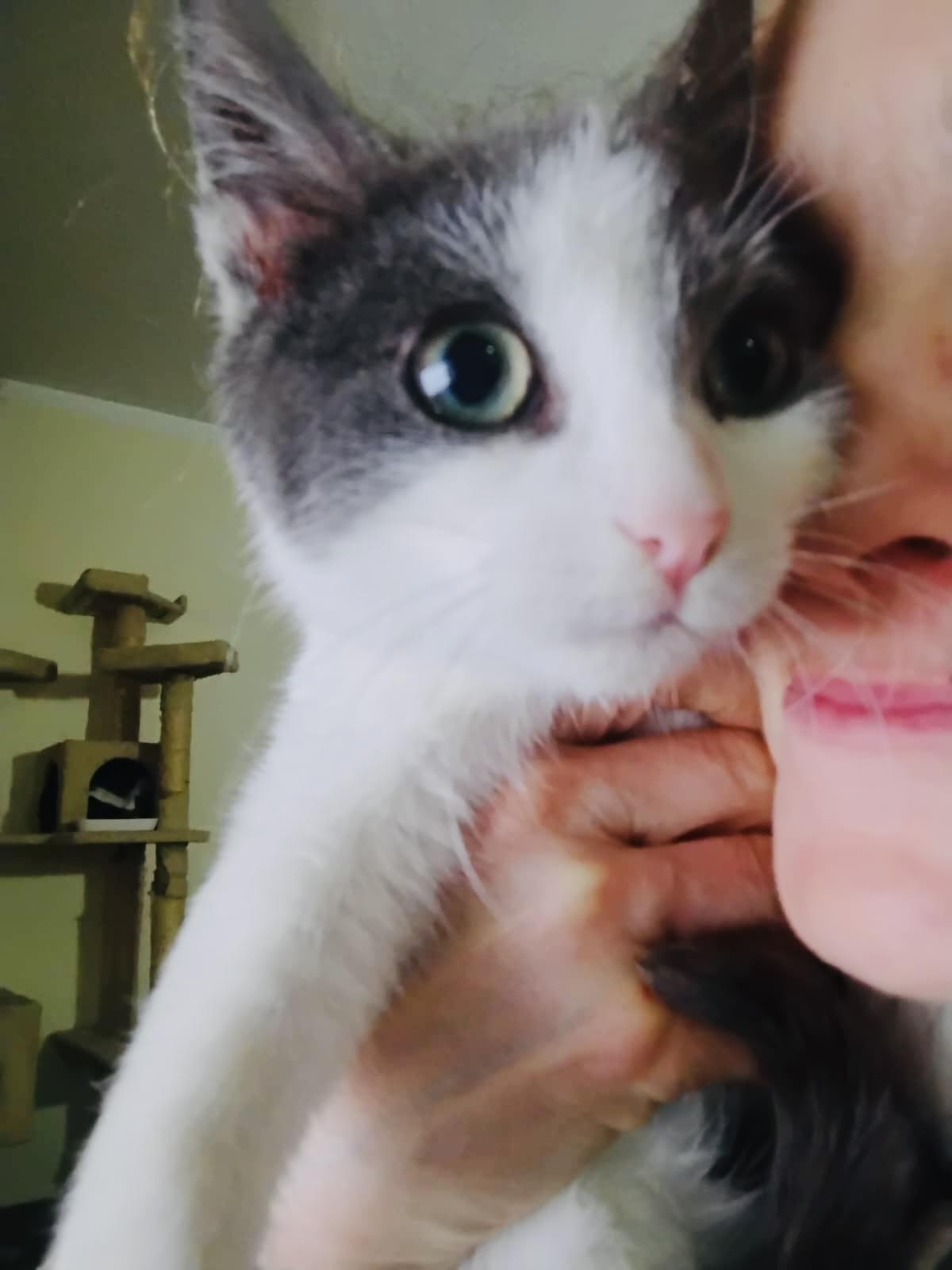 Enlarge BUSTER, a Adoptable Domestic Short Hair in Hoboken, NJ image 2/6