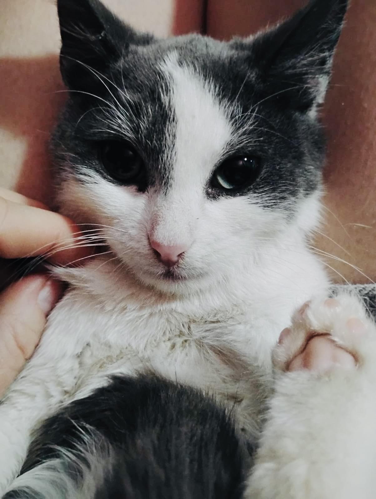 Enlarge BUSTER, a Adoptable Domestic Short Hair in Hoboken, NJ image 4/6